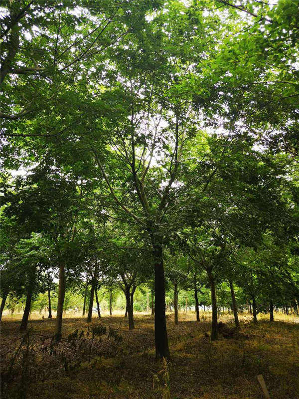 樸樹產地價格