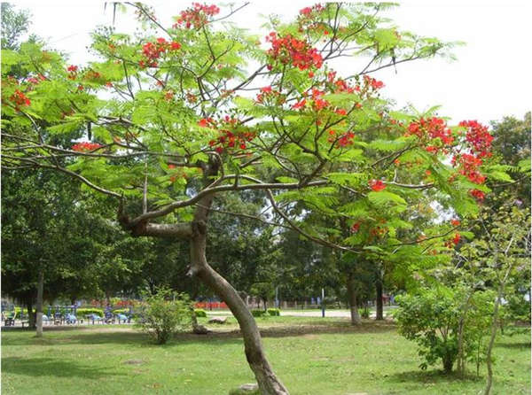 合歡樹(shù)產(chǎn)地價(jià)格