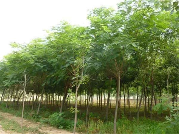 合歡樹(shù)形態(tài)特征