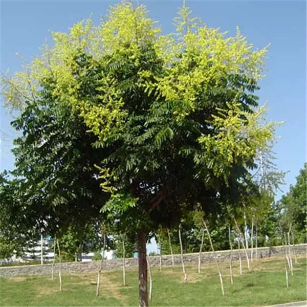 欒樹產地價格