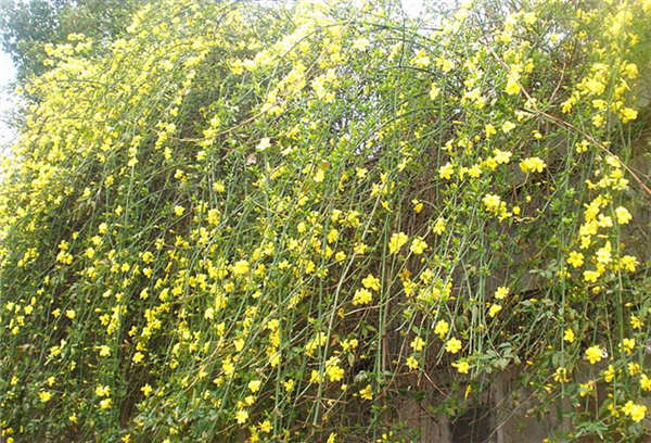 迎春花產地價格