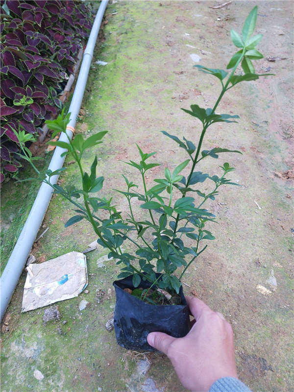 迎春花形態特征