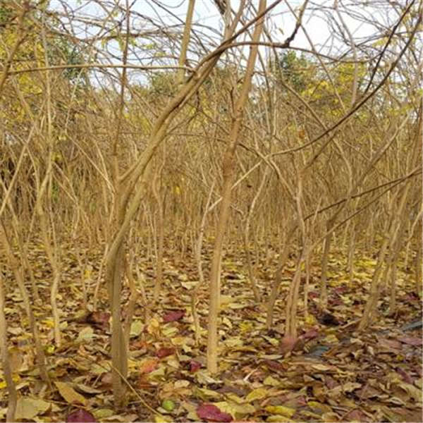 紫藤花形態特征