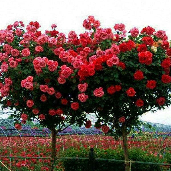 月季花產地價格