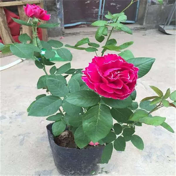 月季花形態特征