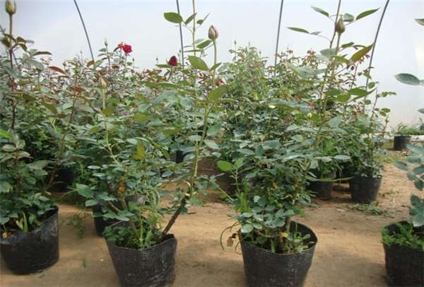 月季花生長習性