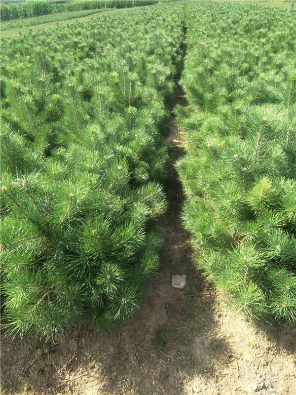 松樹產地價格