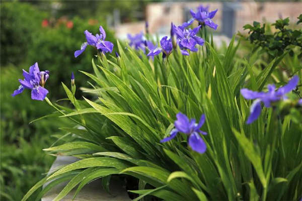 鳶尾花產地價格