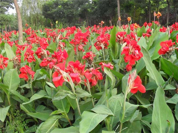 美人蕉產地價格