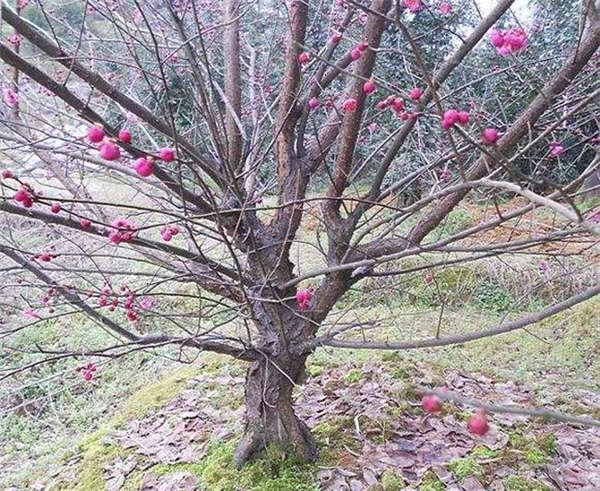 梅花產地價格