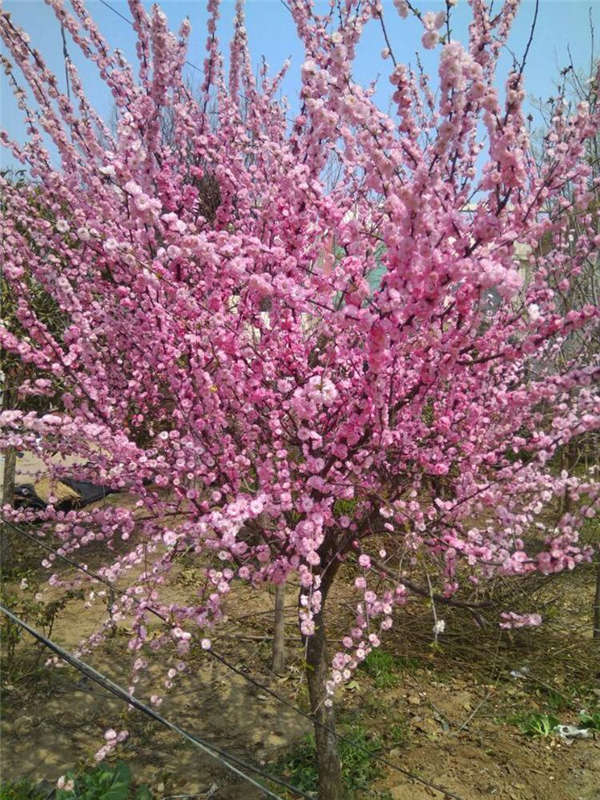 梅花形態特征