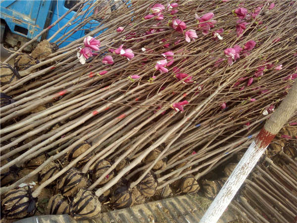 玉蘭花形態特征