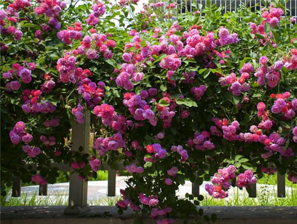 薔薇產地價格