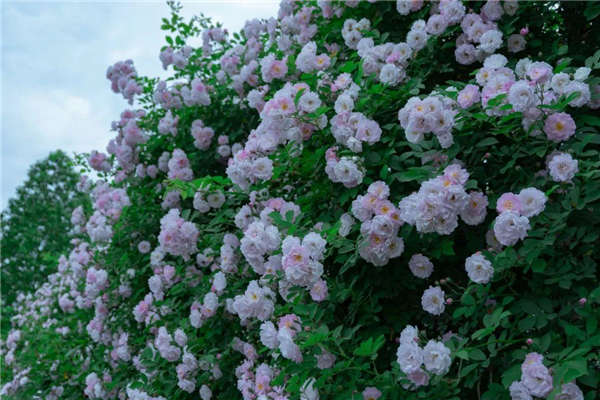 薔薇形態特征