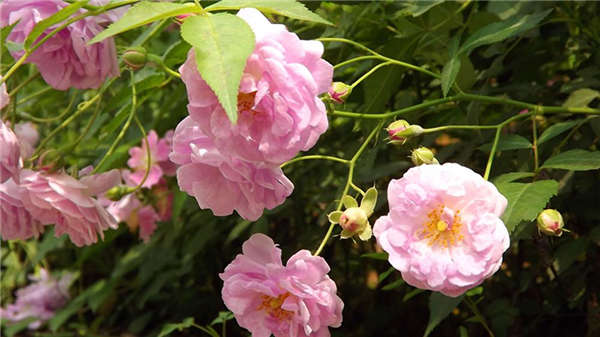 薔薇生長習性