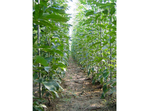 木瓜產地價格