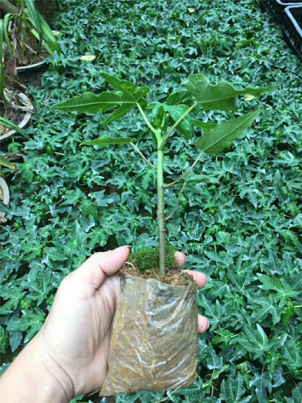 木瓜生長習性