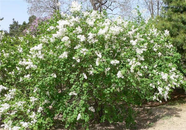 丁香花形態特征