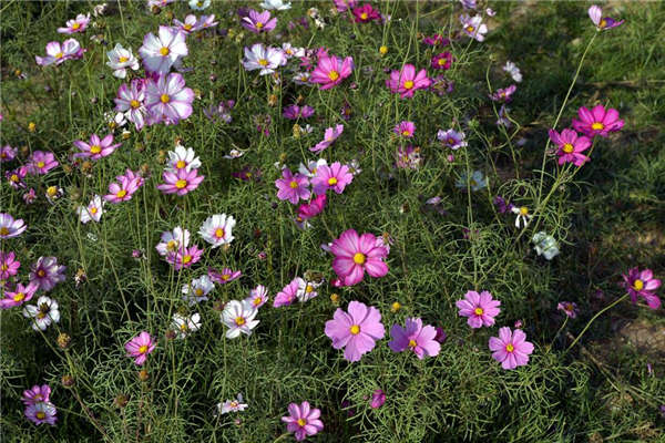 格桑花產地價格