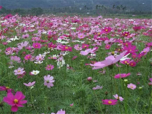格桑花形態特征