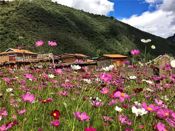 格桑花生長習性