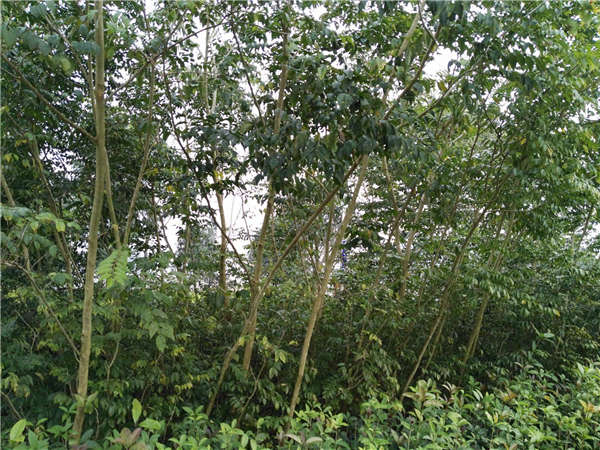 黃花梨形態特征