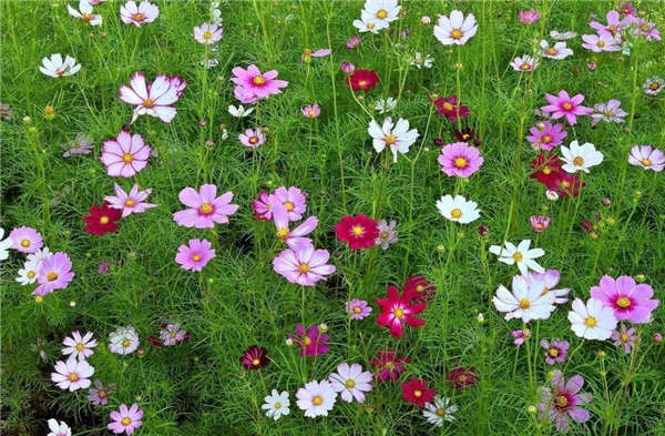 波斯菊產地價格