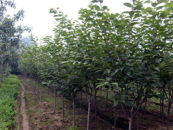 櫻花產地價格
