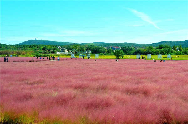 粉黛亂子草產地價格