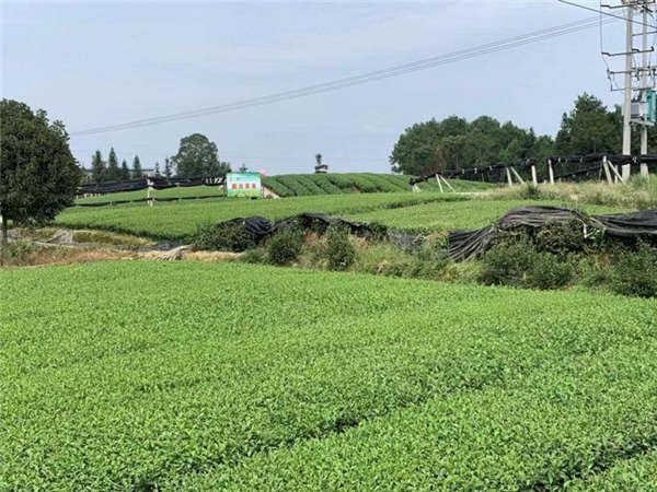 苦蕎產(chǎn)地價格