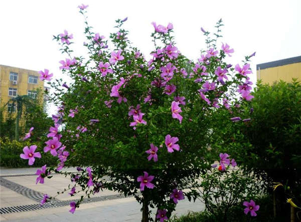 木槿花生長習性