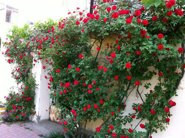 薔薇花產地價格