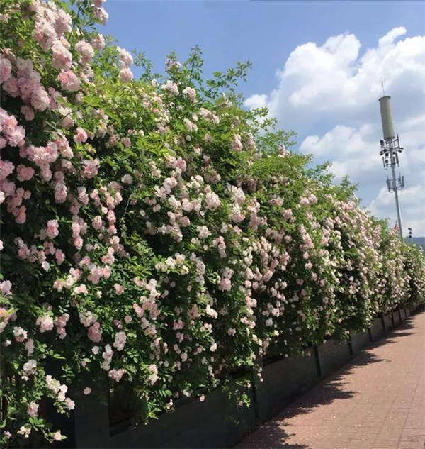 薔薇花形態特征