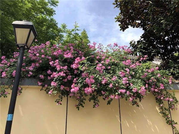 薔薇花生長習性