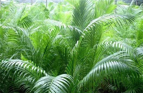 散尾葵產地價格