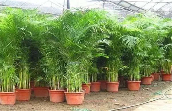 散尾葵形態特征