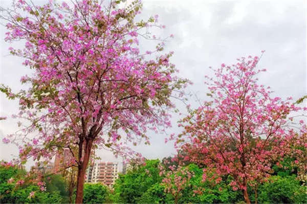 紫荊產地價格