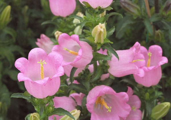 風鈴花產地價格