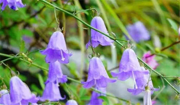 風鈴花形態特征