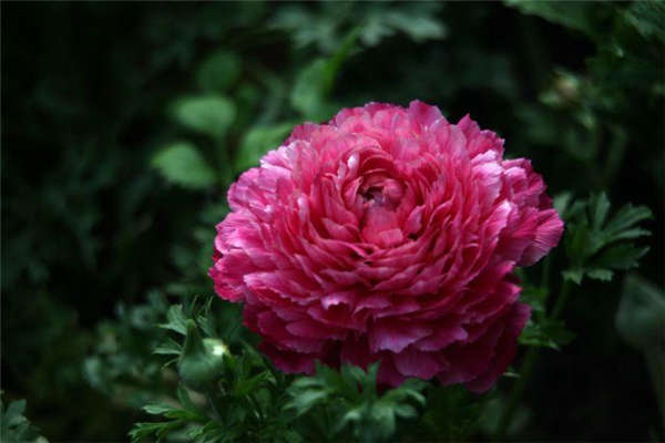 花毛茛生長習性
