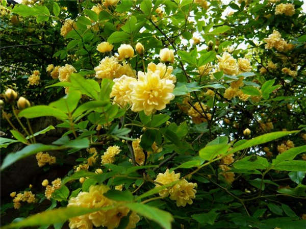 木香生長(zhǎng)習(xí)性