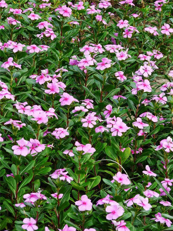 長春花產地價格