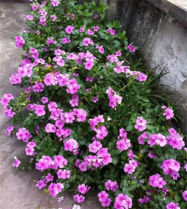 長春花形態特征