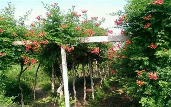 凌霄產(chǎn)地價格