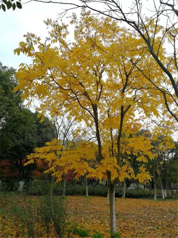 無患子產地價格