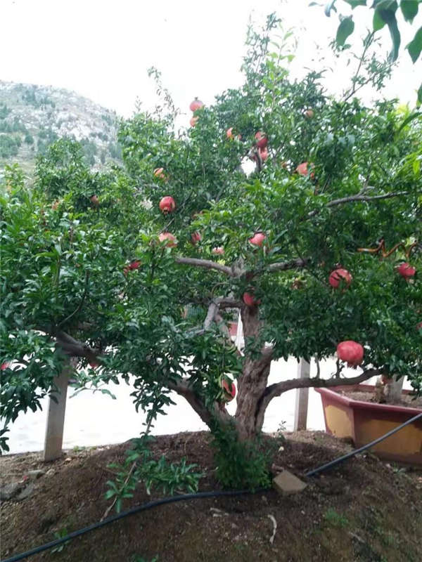 石榴花形態特征