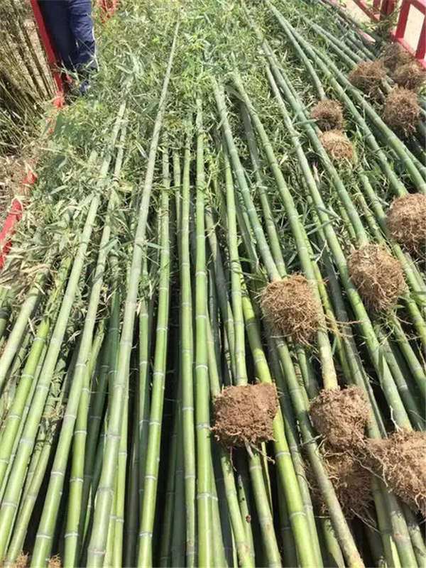 金鑲玉竹產地價格