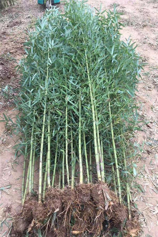 金鑲玉竹形態特征