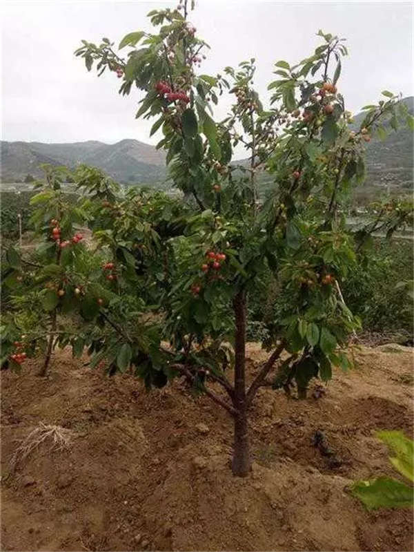 櫻桃樹形態特征