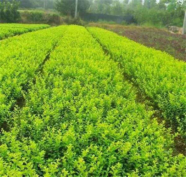 小葉女貞產地價格